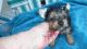 Yorkshire Terrier Puppies for sale in Watertown, NY 13601, USA. price: $700