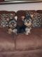 Yorkshire Terrier Puppies for sale in Lakeland, FL, USA. price: $1,000