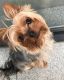 Yorkshire Terrier Puppies for sale in Valley View Blvd NW, Roanoke, VA, USA. price: $450