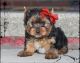 Yorkshire Terrier Puppies for sale in Roseville, MI 48066, USA. price: $1,200