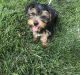 Yorkshire Terrier Puppies for sale in Naperville, IL, USA. price: $700