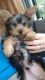 Yorkshire Terrier Puppies for sale in St Cloud, FL, USA. price: $700