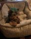 Yorkshire Terrier Puppies for sale in Birmingham, AL, USA. price: $800