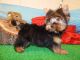 Yorkshire Terrier Puppies for sale in Hammond, IN, USA. price: $900