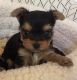 Yorkshire Terrier Puppies for sale in San Jose, CA, USA. price: $650