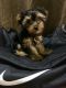 Yorkshire Terrier Puppies for sale in West Sacramento, CA, USA. price: $1,000