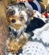 Yorkshire Terrier Puppies for sale in Gresham, OR, USA. price: $700