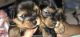 Yorkshire Terrier Puppies for sale in Norfolk, VA, USA. price: $1,200