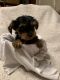 Yorkshire Terrier Puppies for sale in Little Rock, AR, USA. price: $700