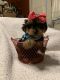 Yorkshire Terrier Puppies for sale in Little Rock, AR, USA. price: $800