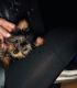 Yorkshire Terrier Puppies for sale in Claremont, CA 91711, USA. price: NA