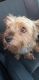 Yorkshire Terrier Puppies for sale in Sterling Heights, MI, USA. price: $400