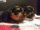 Yorkshire Terrier Puppies for sale in Huntsville, AL 35806, USA. price: $700