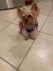 Yorkshire Terrier Puppies for sale in Boca Raton, FL, USA. price: $2,500