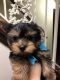 Yorkshire Terrier Puppies for sale in Linden, NJ, USA. price: $1,000