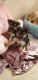 Yorkshire Terrier Puppies for sale in Sunny Isles Beach, FL 33160, USA. price: $50