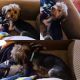 Yorkshire Terrier Puppies for sale in West Palm Beach, FL, USA. price: $1,200
