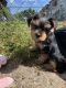 Yorkshire Terrier Puppies for sale in Florence Township, NJ, USA. price: $400