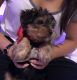 Yorkshire Terrier Puppies for sale in Humble, TX 77345, USA. price: NA