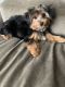 Yorkshire Terrier Puppies for sale in Deerfield, IL, USA. price: $1,699