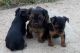 Yorkshire Terrier Puppies for sale in St. Louis, MO 63121, USA. price: $650