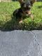 Yorkshire Terrier Puppies for sale in Coral Springs, FL, USA. price: $800