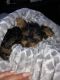 Yorkshire Terrier Puppies for sale in Raynham, MA, USA. price: NA