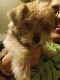 Yorkshire Terrier Puppies for sale in Corpus Christi, TX, USA. price: NA