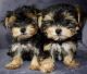 Yorkshire Terrier Puppies for sale in Illinois City, IL 61259, USA. price: NA