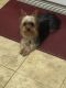 Yorkshire Terrier Puppies for sale in Maypearl, TX, USA. price: NA