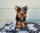 Yorkshire Terrier Puppies for sale in Atlanta, GA 30301, USA. price: $500