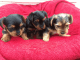 Yorkshire Terrier Puppies