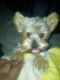 Yorkshire Terrier Puppies for sale in St. Louis, MO, USA. price: $1,250