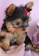 Yorkshire Terrier Puppies for sale in 9000 E Jefferson Ave, Detroit, MI 48214, USA. price: NA
