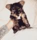 Yorkshire Terrier Puppies for sale in Sandpoint, ID 83864, USA. price: $1,100