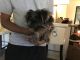 Yorkshire Terrier Puppies for sale in Rancho Cucamonga, CA, USA. price: $1,000