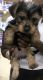 Yorkshire Terrier Puppies for sale in 4229 East Capitol St NE, Washington, DC 20019, USA. price: NA