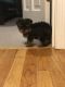 Yorkshire Terrier Puppies for sale in Plymouth, MA 02360, USA. price: $3,800