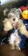 Yorkshire Terrier Puppies for sale in Reno, NV, USA. price: $900