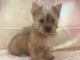 Yorkshire Terrier Puppies for sale in Suwanee, GA 30024, USA. price: $1,250