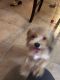 Yorkshire Terrier Puppies for sale in Irving, TX, USA. price: NA