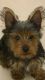 Yorkshire Terrier Puppies for sale in Spring Branch West, Houston, TX, USA. price: NA