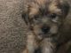 Yorkshire Terrier Puppies for sale in Rome, GA 30165, USA. price: $375