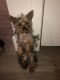 Yorkshire Terrier Puppies for sale in Long Beach, CA 90806, USA. price: NA