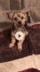 Yorkshire Terrier Puppies for sale in Hattiesburg, MS 39402, USA. price: $350