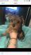 Yorkshire Terrier Puppies for sale in East Providence, RI, USA. price: NA