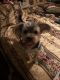 Yorkshire Terrier Puppies for sale in West Palm Beach, FL, USA. price: $600