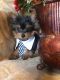 Yorkshire Terrier Puppies for sale in Castlewood, VA 24224, USA. price: $800
