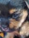 Yorkshire Terrier Puppies for sale in Pace, FL 32571, USA. price: NA