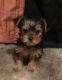 Yorkshire Terrier Puppies for sale in Conroe, TX, USA. price: $850